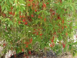 Barringtonia acutangula