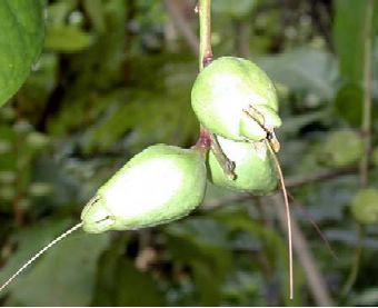 Barringtonia Racemosa
