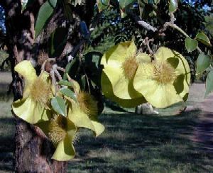 Ornamental Shrub Seeds