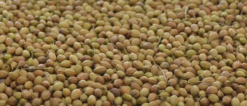 Coriander Seeds