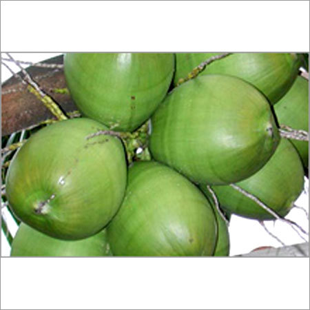  Tender Coconuts