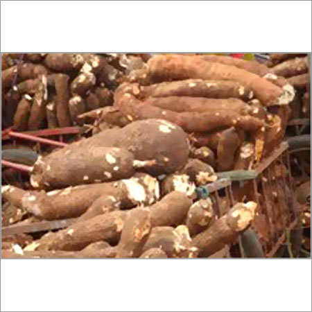  Cassava Roots