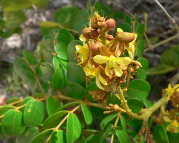 Medicinal Plant Seeds