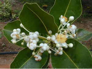 Calophyllum inophyllum