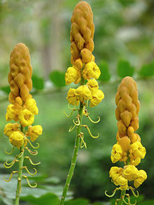 Cassia Alata