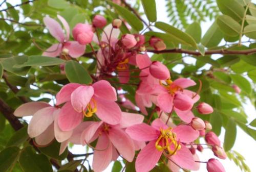 Cassia Nodosa - Medium Tree 20-25m, Pink Flowers, Fast Growth, High Germination, Long Pods 30-40cm