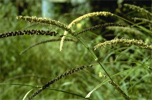 Cenchrus Setigerus
