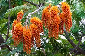 Ornamental Shrub Seeds