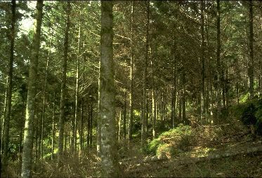 Cupressus lusitanica