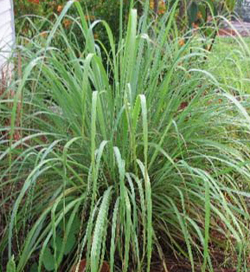 Cymbopogon Flexuosus Cymbopogon Flexuosus