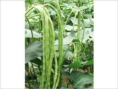 Long Beans