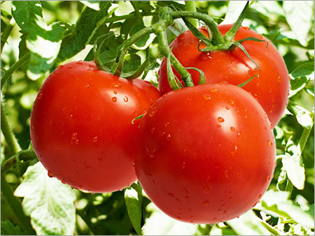 Red Tomato