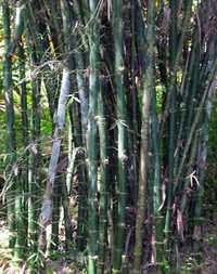 Dendrocalamus Giganteus