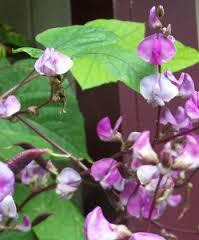 Dolichos Biflorus