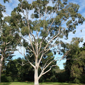 Eucalyptus Citriodora - Tree Height 24-40m, Trunk Diameter 60-130cm, Leaf Size 8-16x0.5-2cm | Fast Growth, High Yield, Essential Oils, Strong Timber, Bee Friendly, Pulp Production