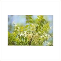 Azadirachta Indica Bark Extract