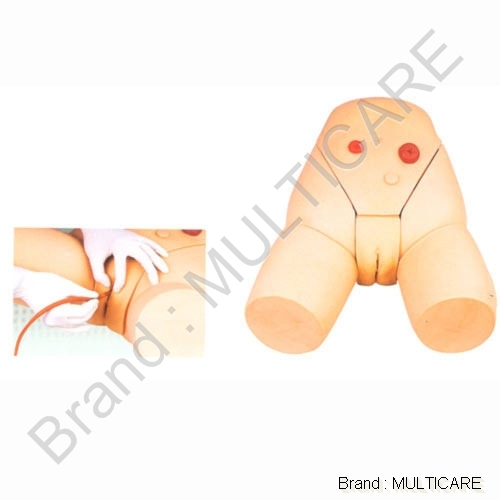 Female Catheterization Training Simulator