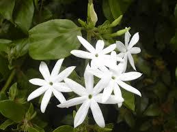 Jasminum Arborescens