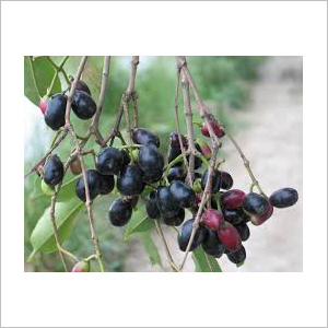 Jamun Beej