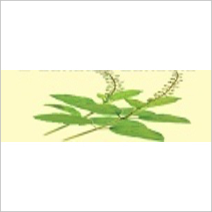 Tulsi Leaves