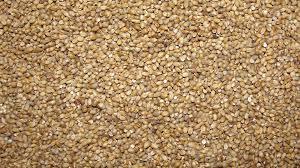 PEARL MILLET