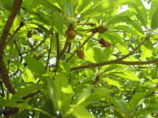 Madhuca longifolia
