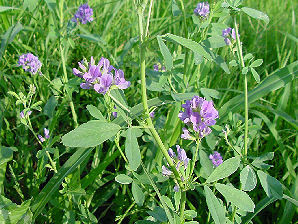 Medicago Sativa