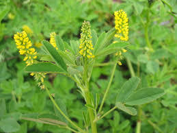 Melilotus Indica Melilotus Indica