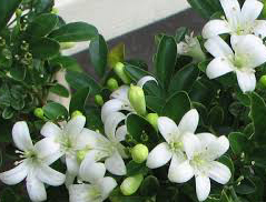 Murraya Exotica Murraya Exotica
