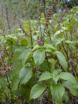 Ocimum Santum