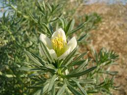 Medicinal Plant Seeds