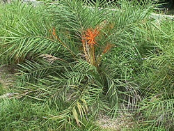 Phoenix Acaulis