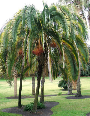 Palms & Cycad Seeds