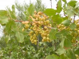 Pistacia Vera