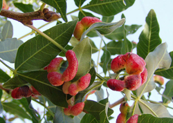 Pistacia Integerrima