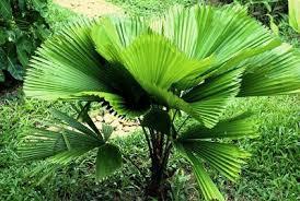 Pritchardia grandis Pritchardia grandis