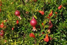 Punica granatum Punica granatum