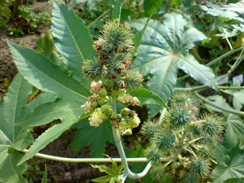 Medicinal Plant Seeds