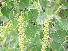 Sapium Sebiferum