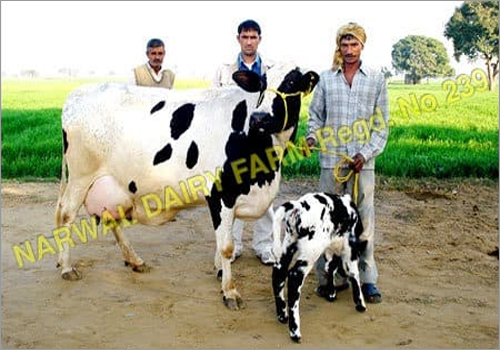 White And Black Hf Dairy Cow