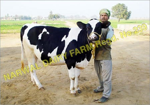 Holstein friesian Cow