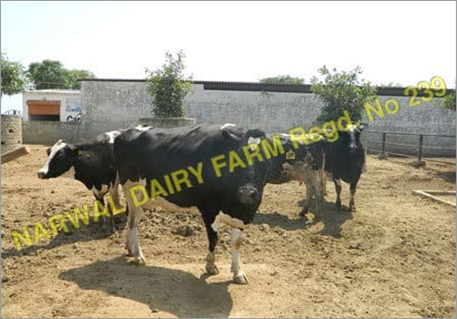 Supplier HF Cow