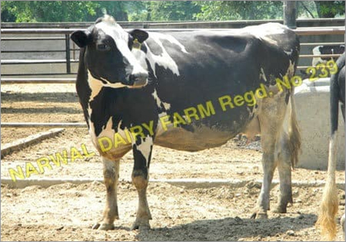 Holstein Friesian Cow