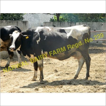 Holstein Heifers cow