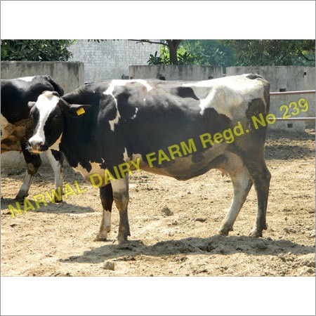 White And Black Holstein Heifers Cow