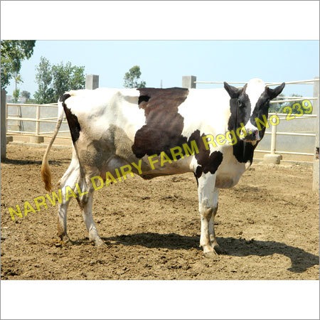 holstein friesian cow