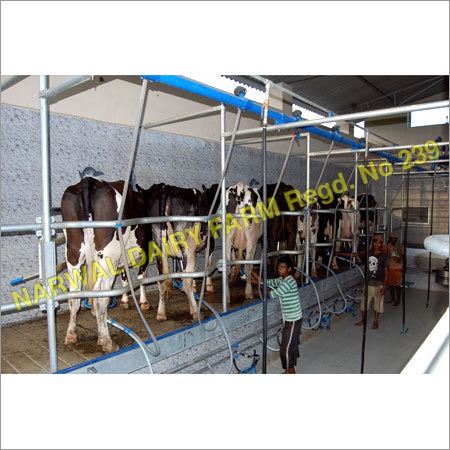 Dairy Farming Cows