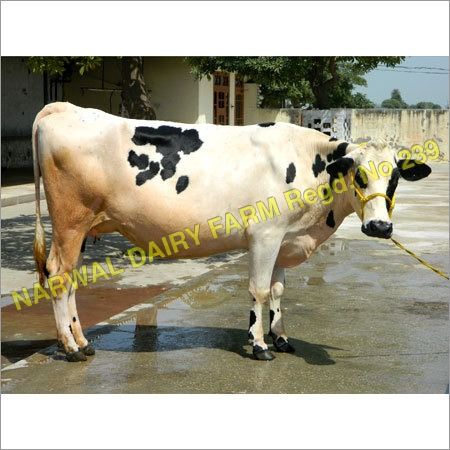 Cow Hf Heifer