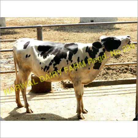 HF Heifer Cow