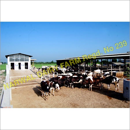 HF Livestock Cow